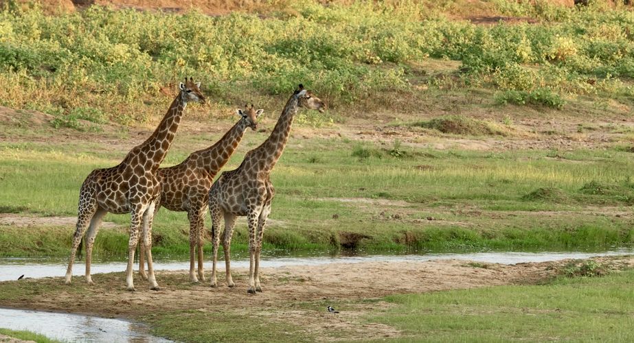 Kruger NP giraffen Zuid Afrika groepsrondreis 2